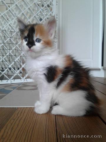 Magnifique chaton main coon à donner