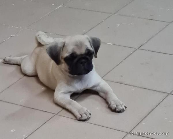 Chiots Carlin LOF disponible