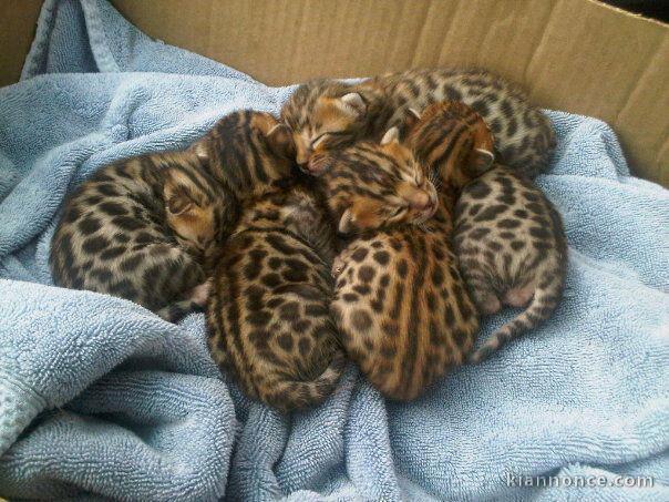 Chatons Bengal adorable