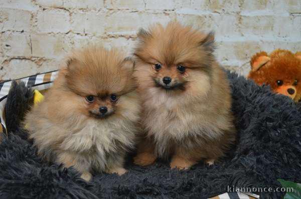 Chiots Spitz Nain à disponible 