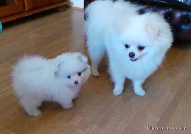 Chiots Spitz Nain à donner