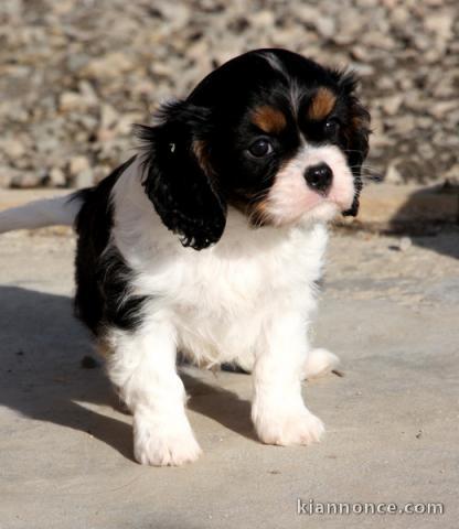 Belle Adorable chiot cavalier King Charles Femelle