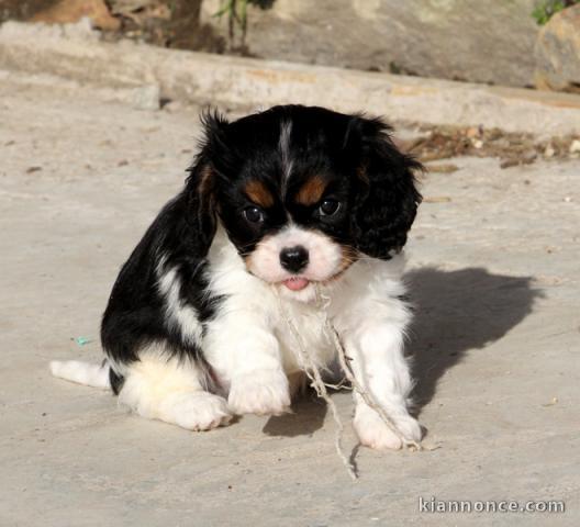 Chiot Cavalier King Charles femelle