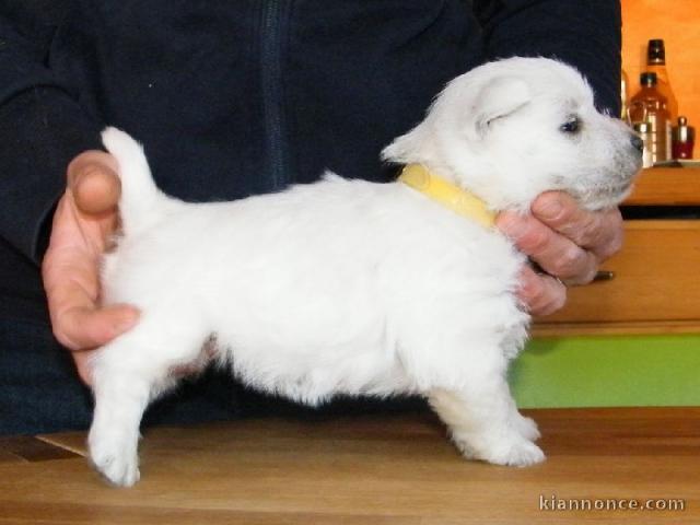 Pour Noël Très belle chiot westie femelle L.O.F à donner