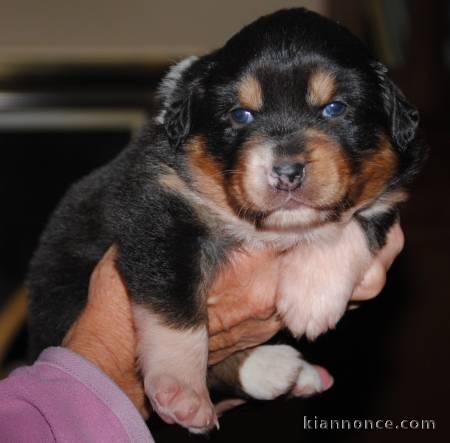 Pour Noël Chiot Berger Australien Noir Tricolore