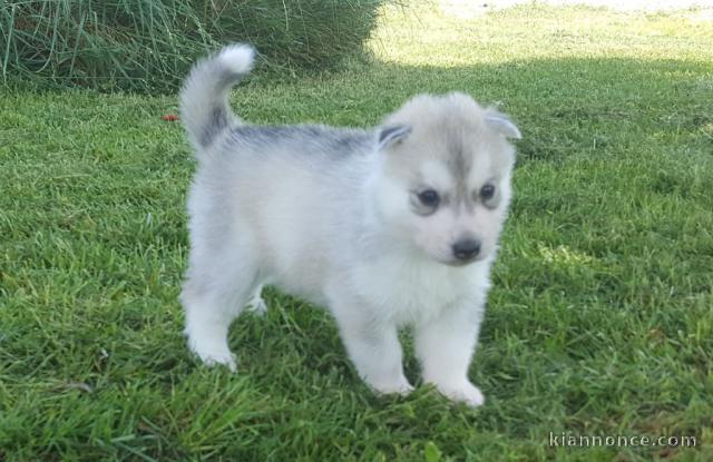 Pour Noël Adorable Chiot Husky de siberien femelle à donner