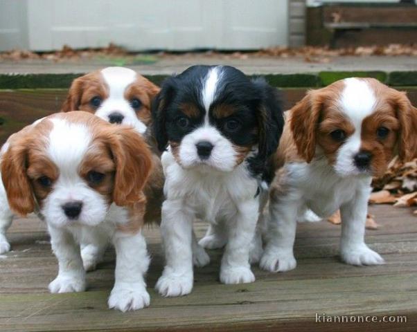 Adorables Chiots Cavalier King Charles Pure Race inscrits au lof