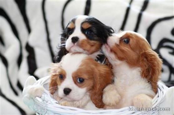 Adorables Chiots Cavalier King Charles Pure Race inscrits au lof