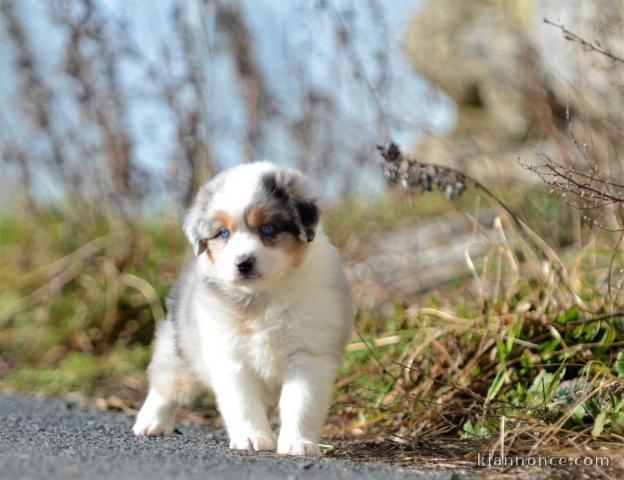 chiot berger australien non lof a donner