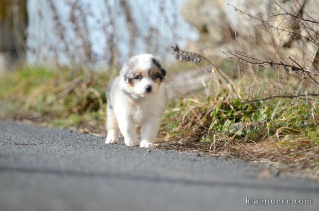 chiot berger australien non lof a donner