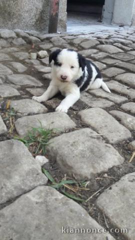 Magnifique chiot épagneul non lof a donner