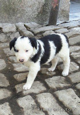 Magnifique chiot épagneul non lof a donner