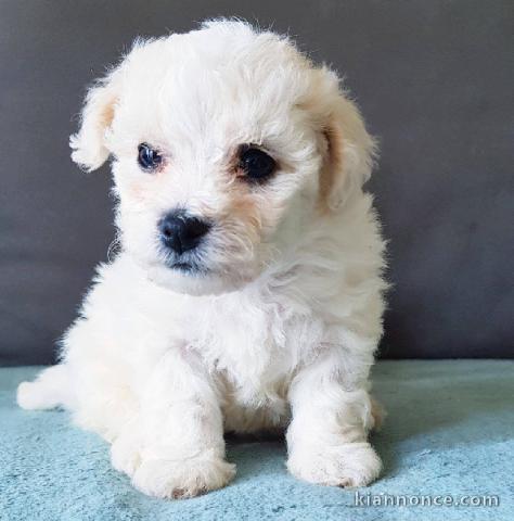 chiot bichon maltais non  LOF