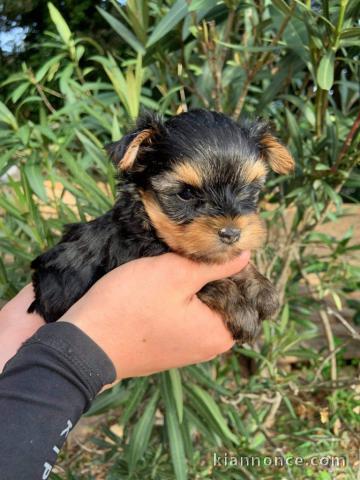 Magnifique chiot Yorkshire LOF a donner