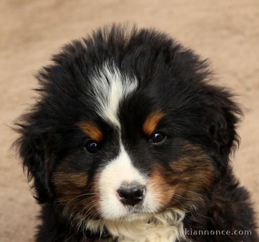 Chiot bouvier bernois  non lof cadeau noel 