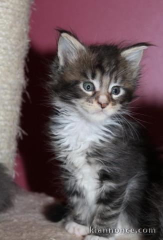 Adorable chaton maine coon non loof