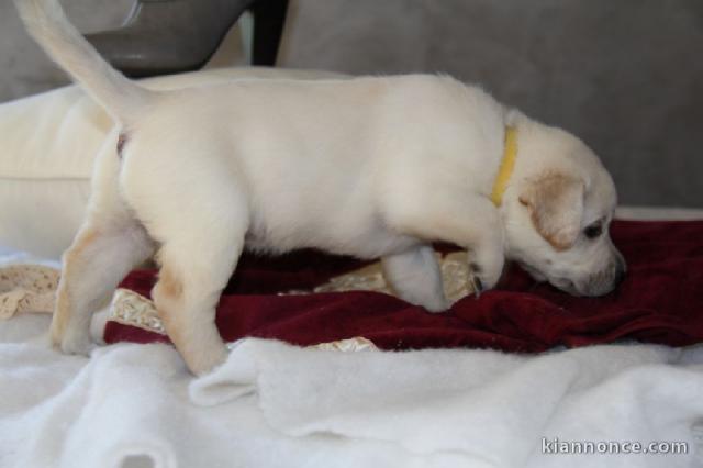 Adorables chiots labrador (type) a donner