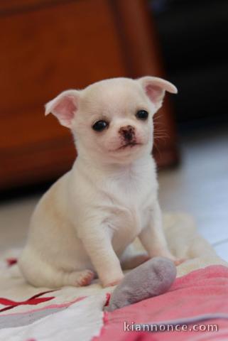 chiot chihuahua très jolie a donner cadeau noèl 