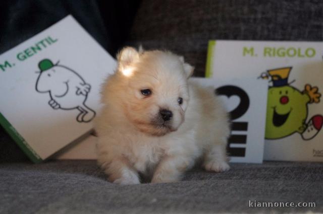 Chiot  SPITZ, 3 mois, mâle charmant a donner