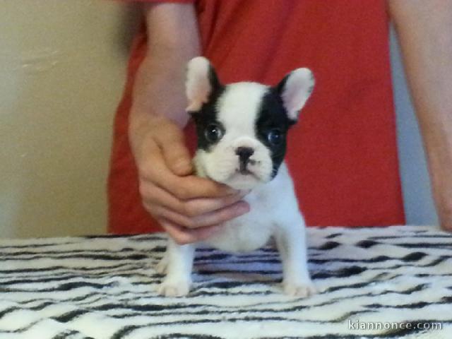 Chiot femelle bouledogue français a donner