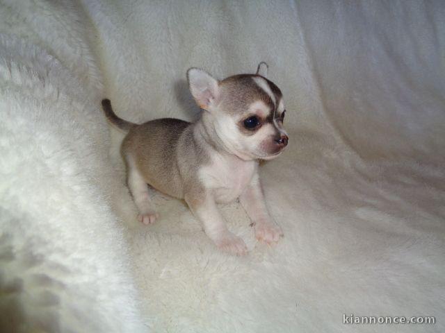 Chiot chihuahua non lof cadeau noel 