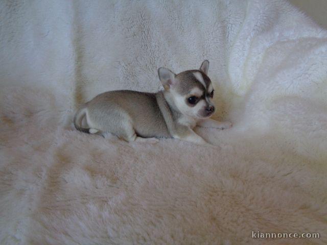 Chiot chihuahua non lof cadeau noel 