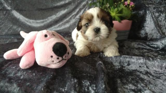 Chiot Femelle Shih Tzu Lof  a donner