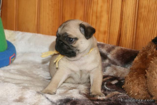 Chiot carlin non lof a donner cadeau noèl 