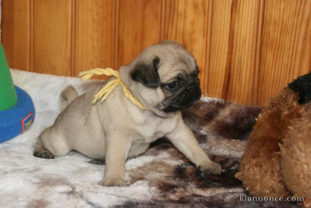 Chiot carlin non lof a donner cadeau noèl 