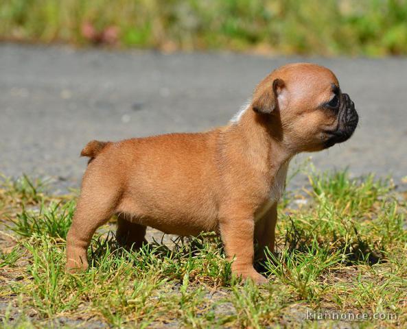 Jolie chiot bouledogue français a donner