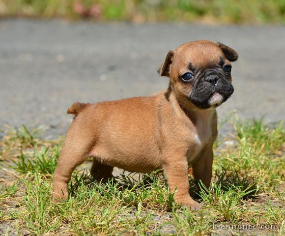 Jolie chiot bouledogue français a donner