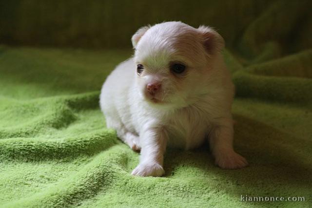 Splendide bébé chihuahua male a donner