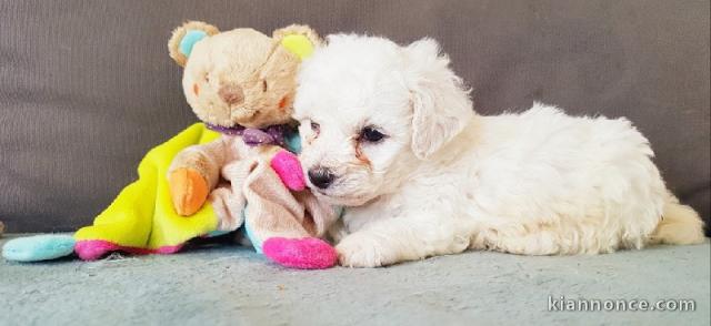  Il est un vrai standard de la race bichon frisé 