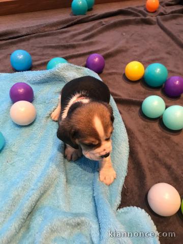 Chiot type beagle femelle a donner