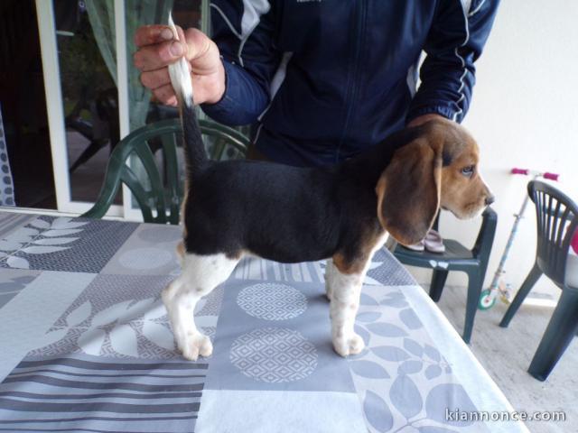 beagle non lof femelle a donner