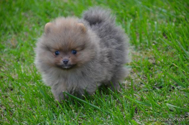 chiot spitz non lof a donner