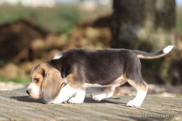 beagle Femelle a donner