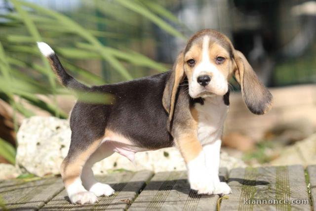 beagle Femelle a donner