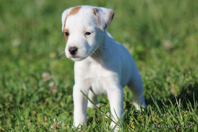 chiot jack russel non lof a donner