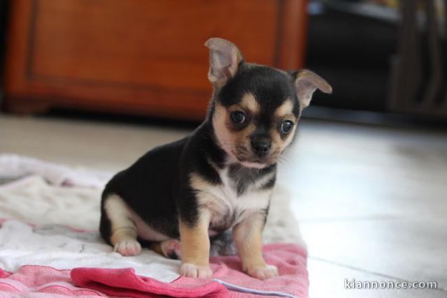   Chiots Type chihuahua a donner 