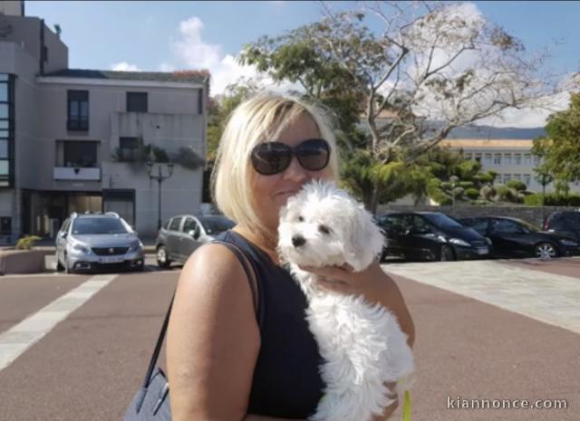 Chiot bichon maltais mâle 