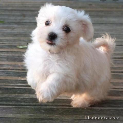 chiot bichon maltais male