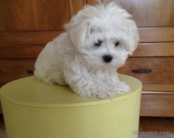 chiot bichon maltais male