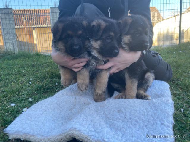 chiots berger Allemand pure race