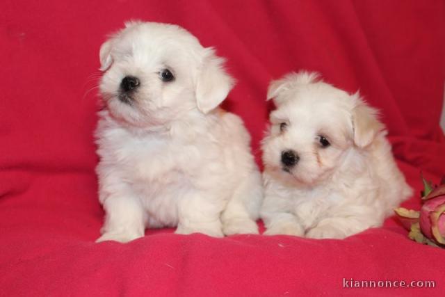 Chiots bichons Maltais à céder 