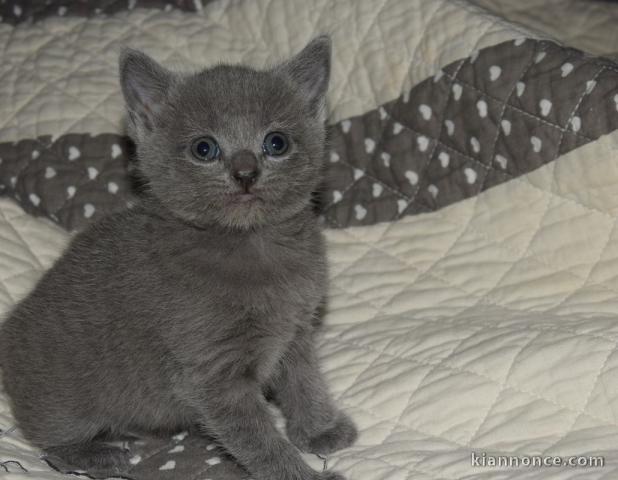 chatons chartreux mâle et femelle a donner