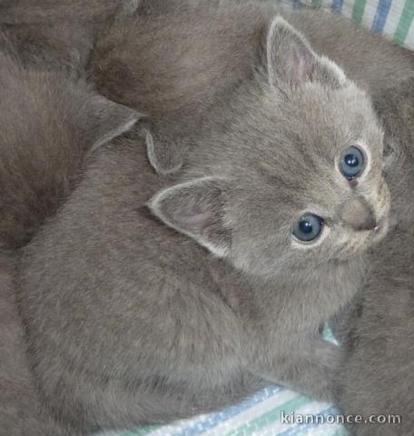 Très jolis chatons chartreux a donner