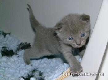 3 Bb Chatons Chartreux Disponibles