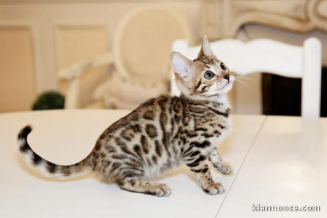 Adorable bébé chaton Bengale de race à donner 