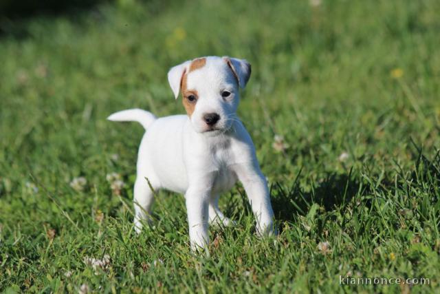 chiot jack russel non lof a donner